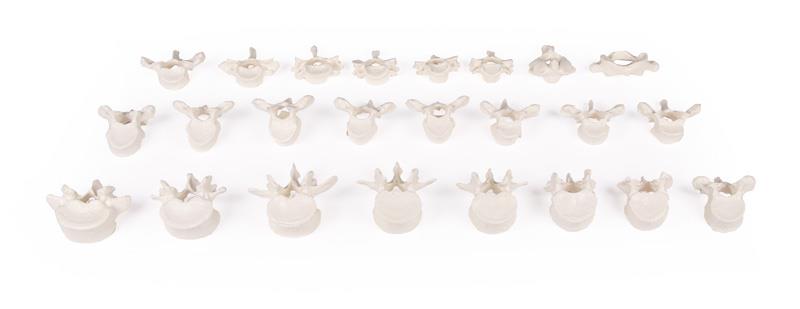 Wirbelsäule lose auf Gummi aufgesteckt – 24 Wirbel zum individuellen Studium - Erler - Zimmer