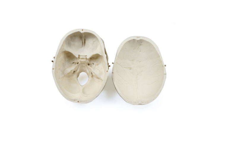 Erwachsenenschädel männlich & weiblich – Naturabgüsse mit gefärbten Details & realistischer Haptik - Erler - Zimmer