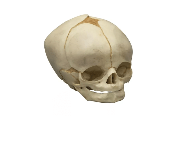 Fetusschädel, 40 ½ Wochen – detailgetreues anatomisches Modell - Erler - Zimmer