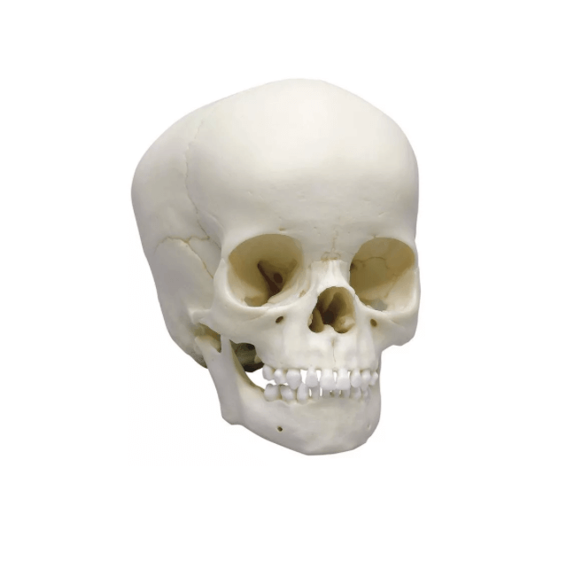 Kinderschädel, 4 - jährig – naturgetreuer Abguss mit exzellenter Detailwiedergabe - Erler - Zimmer