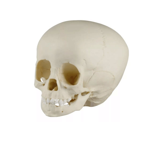 Kinderschädel, 1½ - jährig – detailreicher Naturabguss für die medizinische Lehre - Erler - Zimmer