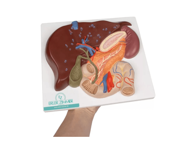 Leber mit Gallenblase, Pankreas und Duodenum - Erler - Zimmer