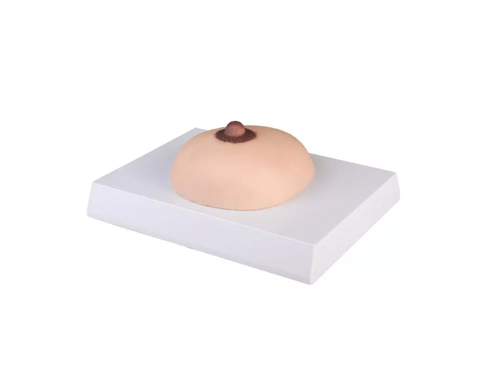 Brustkrebs - Tastmodell - Erler - Zimmer