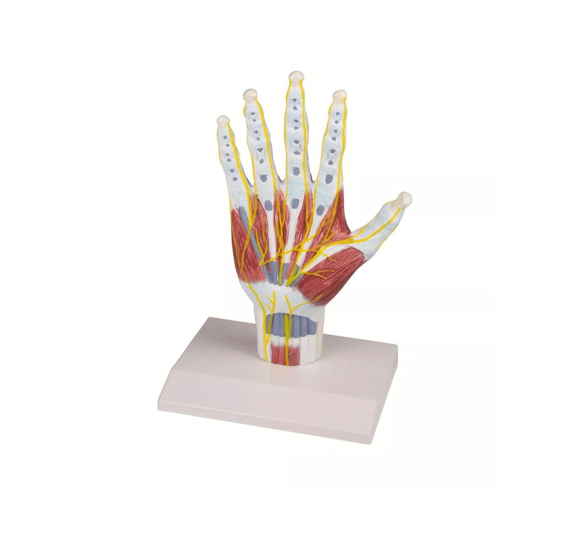 Handanatomie - Strukturmodell - Erler - Zimmer