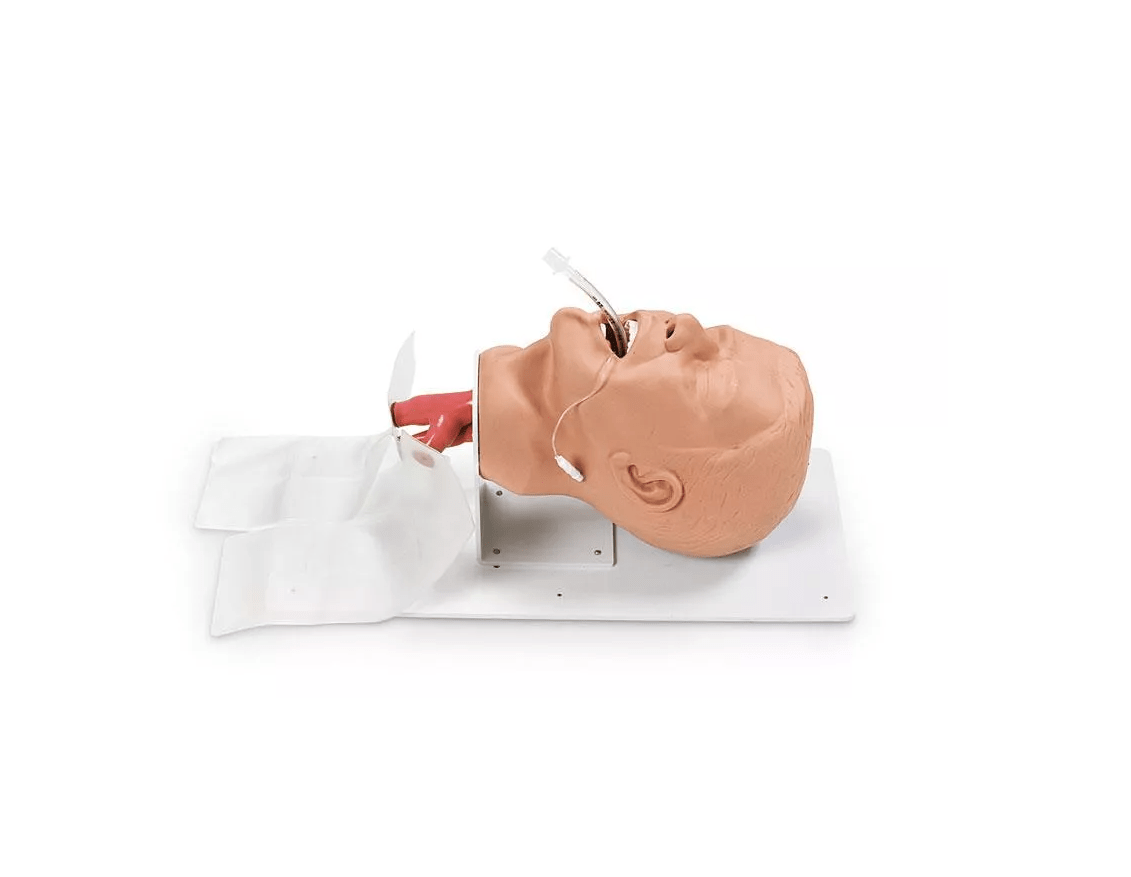 Erwachsenen – Intubationstrainer “Economy” auf Grundplatte - Erler - Zimmer