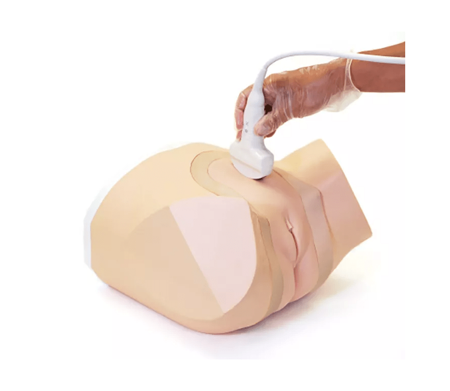 Weibliches Ultraschall Beckenphantom für die Gynäkologie - Erler - Zimmer