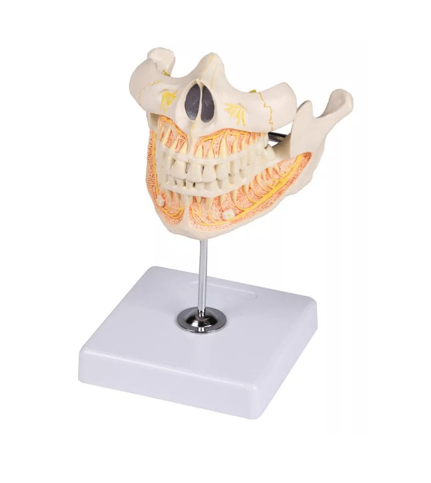 Milchgebiß, 5jährig - Erler - Zimmer