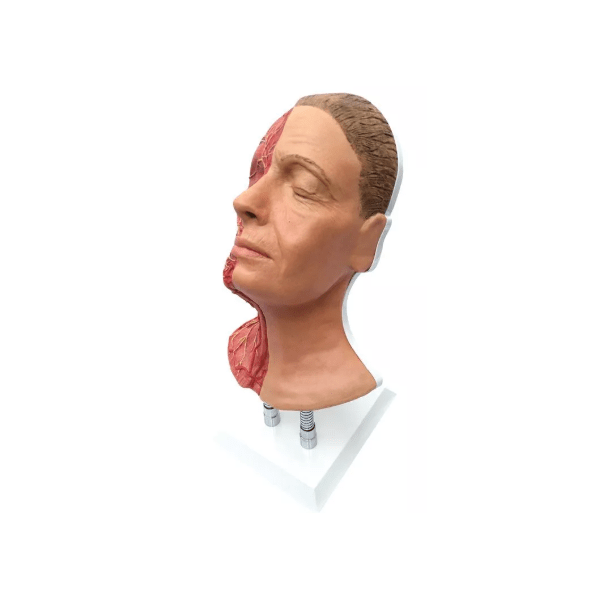 Kopf für Gesichtsinjektionen mit Muskeln, Arterien und Nerven - Erler - Zimmer