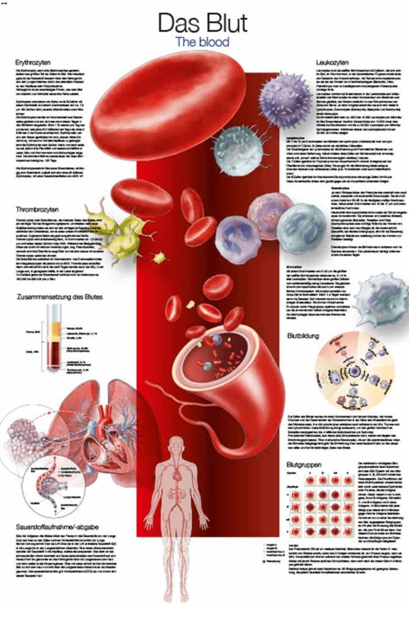 Lehrtafel Human Medizin - Erler - Zimmer