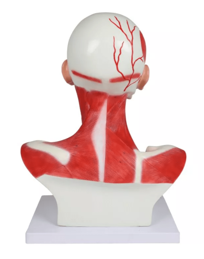 Kopf - , Hals - und Thoraxmuskulatur - Erler - Zimmer