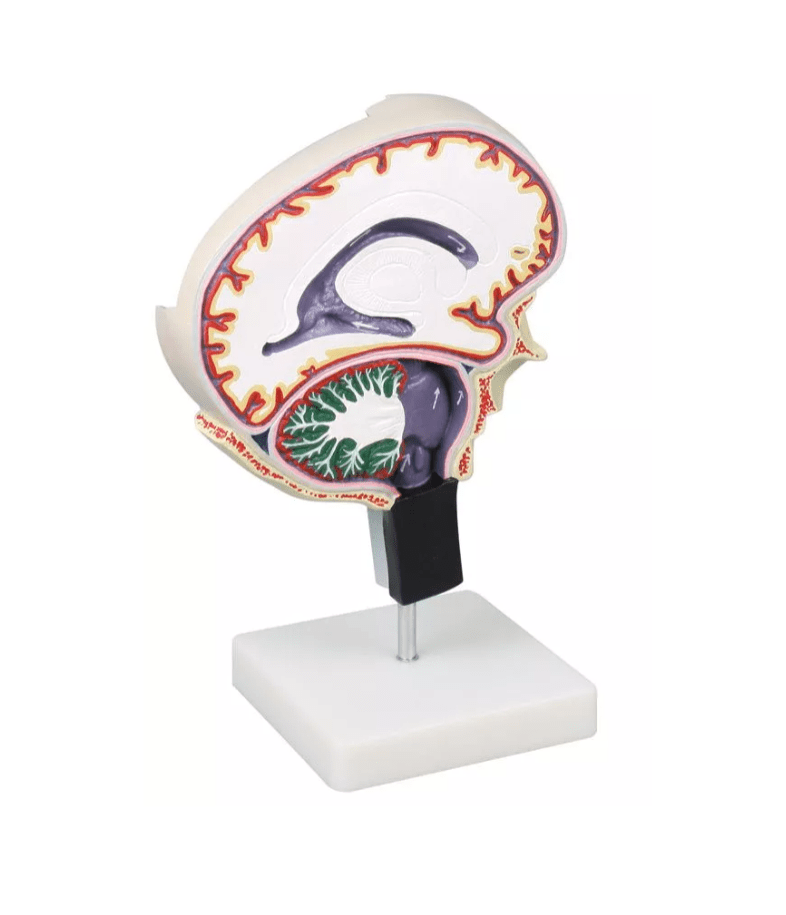 Hirnflüssigkeitskreislauf - Erler - Zimmer