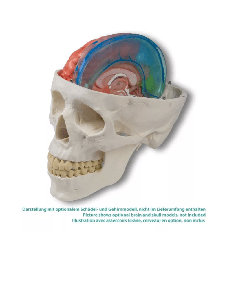 Falx cerebri Modell - Erler - Zimmer
