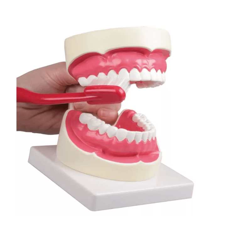 Zahnpflegemodell – 1,5 - fache Größe - Erler - Zimmer