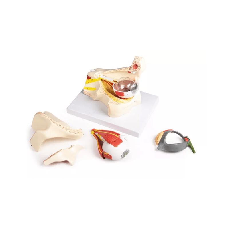 Auge mit Augenhöhle und Augenlid - Erler - Zimmer