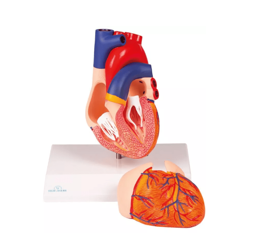 Lungenläppchen - Erler - Zimmer