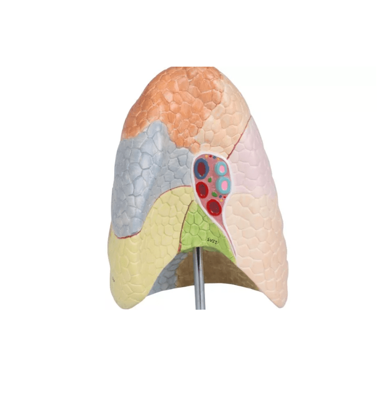Didaktisches Lungenmodell, lebensgroß, 2 - teilig - Erler - Zimmer