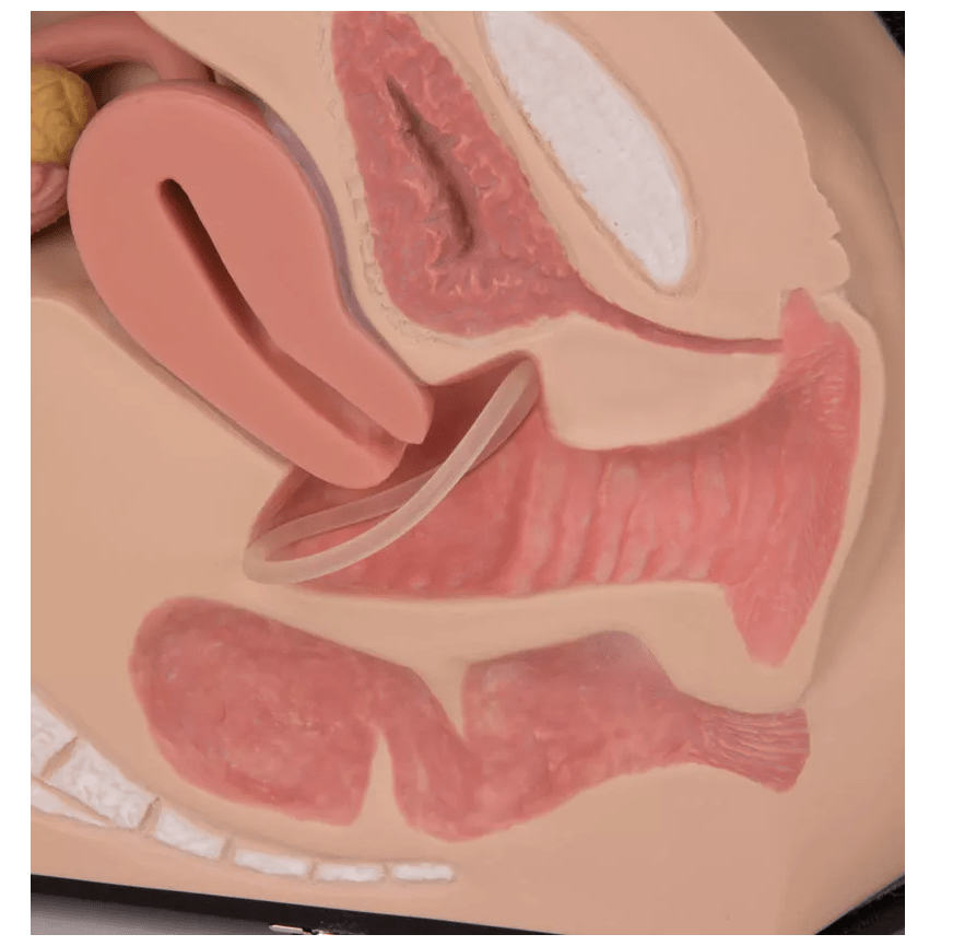 Weibliches Genitalorgan - Erler - Zimmer