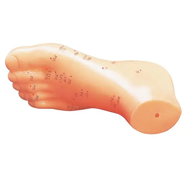 Akupunkturmodell aus Kunststoff - Karl Hecht GmbH & Co.KG