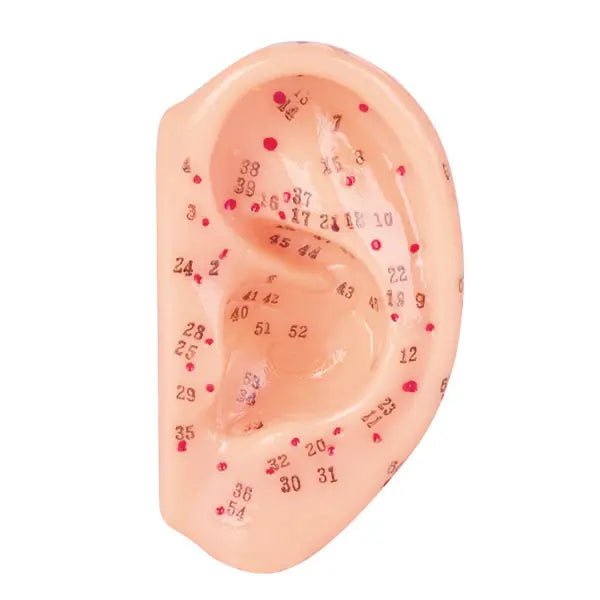 Akupunkturmodell aus Kunststoff - Karl Hecht GmbH & Co.KG