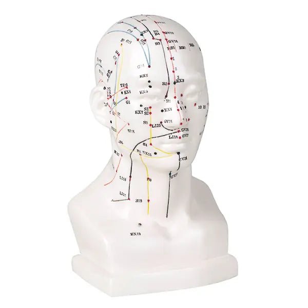 Akupunkturmodell aus Kunststoff - Karl Hecht GmbH & Co.KG