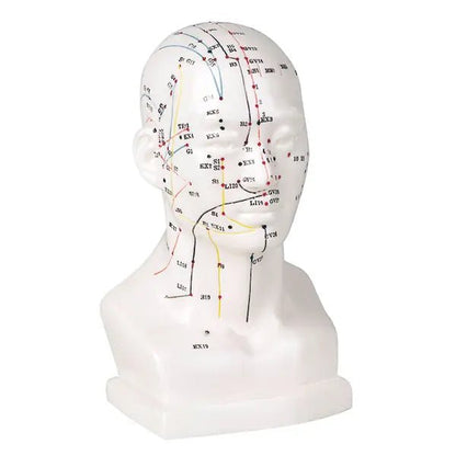 Akupunkturmodell aus Kunststoff - Karl Hecht GmbH & Co.KG