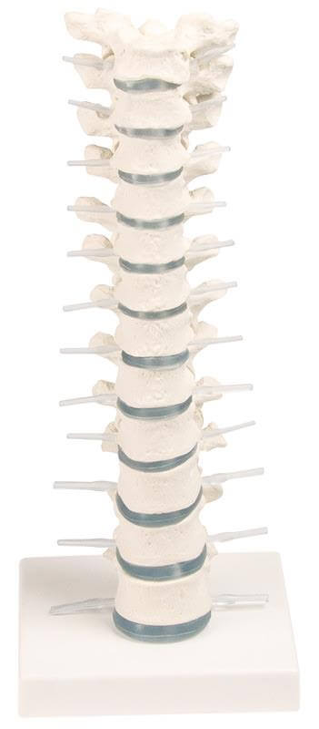 Brustwirbelsäule Th1–Th12 mit Rückenmark und Spinalnerven – Flexibel montiert mit Stativ - Erler - Zimmer