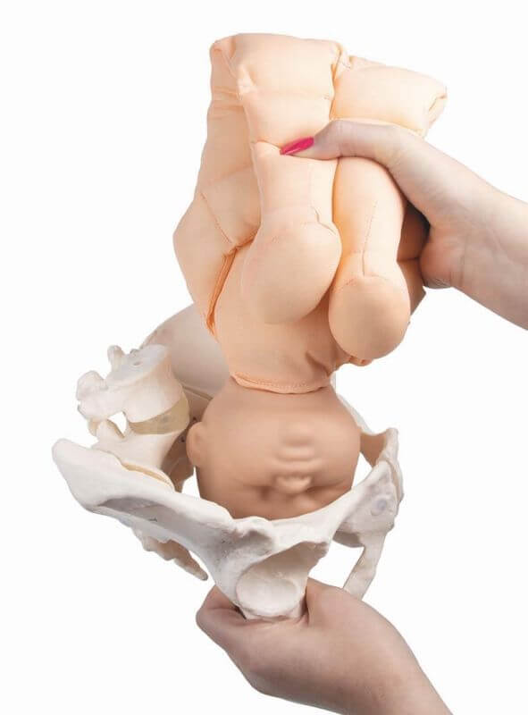 Weibliches Becken mit Fetuspuppe, Nabelschnur und Plazenta – Set zur realistischen Geburtsdemonstration - Erler - Zimmer