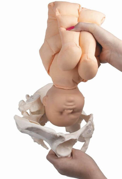 Weibliches Becken mit Fetuspuppe, Nabelschnur und Plazenta – Set zur realistischen Geburtsdemonstration - Erler - Zimmer
