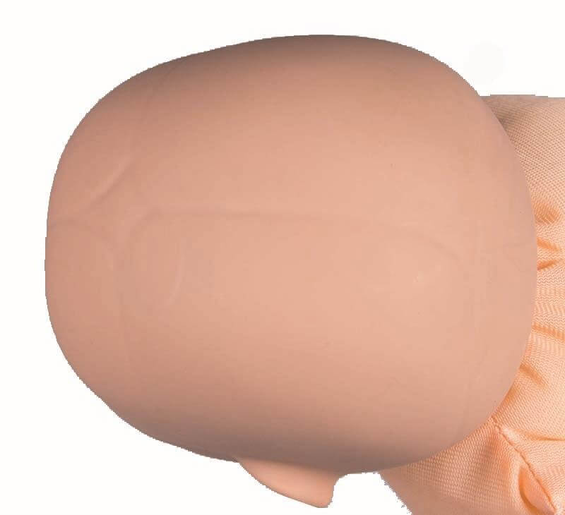 Weibliches Becken mit Fetuspuppe, Nabelschnur und Plazenta – Set zur realistischen Geburtsdemonstration - Erler - Zimmer