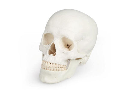Schädelmodell, 3 - teilig – EZ Augmented Anatomy - Erler - Zimmer