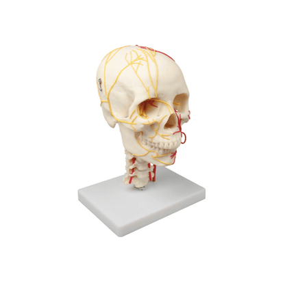Neurovaskuläres Schädelmodell – Anatomiemodell mit Nerven, Arterien & abnehmbarem Schädeldach auf Halswirbelsäule - Erler - Zimmer