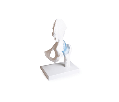 Hüftgelenkmodell mit Bändern & Stativ – Anatomiemodell zur Bewegungsdemonstration mit Oberschenkelstumpf - Erler - Zimmer