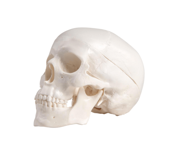 Miniatur - Schädel mit beweglichem Kiefer & Stativ – Kompaktes Anatomiemodell zur Veranschaulichung - Erler - Zimmer