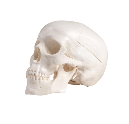 Miniatur - Schädel mit beweglichem Kiefer & Stativ – Kompaktes Anatomiemodell zur Veranschaulichung - Erler - Zimmer