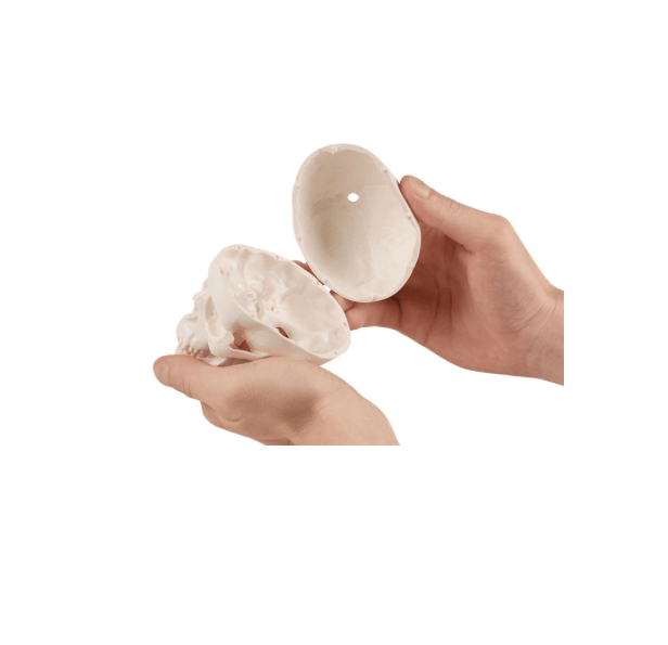 Miniatur - Schädel mit beweglichem Kiefer & Stativ – Kompaktes Anatomiemodell zur Veranschaulichung - Erler - Zimmer