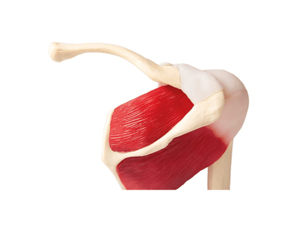 Schultergelenkmodell in natürlicher Größe mit Muskulatur & AR - App – Rotatorenmanschette & Bizepssehne, inkl. Lernkarte - Erler - Zimmer