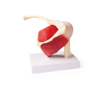 Schultergelenkmodell in natürlicher Größe mit Muskulatur & AR - App – Rotatorenmanschette & Bizepssehne, inkl. Lernkarte - Erler - Zimmer