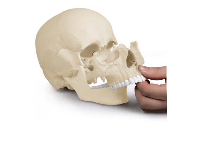 Osteopathie - Schädelmodell 22 - teilig – Anatomiemodell mit Magnetverbindungen & Augmented Reality Funktion - Erler - Zimmer