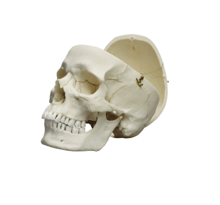Erwachsenenschädel männlich & weiblich – Naturabgüsse mit gefärbten Details & realistischer Haptik - Erler - Zimmer