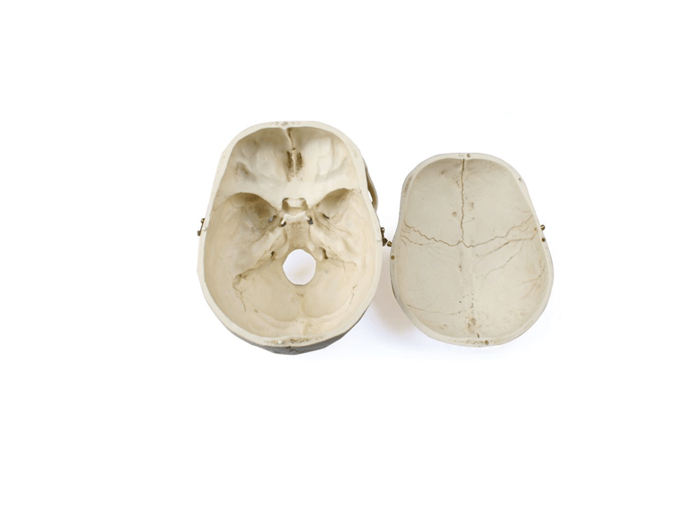 Erwachsenenschädel männlich & weiblich – Naturabgüsse mit gefärbten Details & realistischer Haptik - Erler - Zimmer