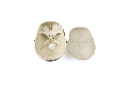 Erwachsenenschädel männlich & weiblich – Naturabgüsse mit gefärbten Details & realistischer Haptik - Erler - Zimmer