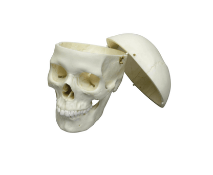 Erwachsenenschädel männlich & weiblich – Naturabgüsse mit gefärbten Details & realistischer Haptik - Erler - Zimmer