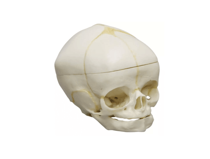 Fetusschädel, 40 Wochen, mit abnehmbarem Schädeldach – einzigartiges Lehrmodell mit Einblick in das Endokranium - Erler - Zimmer