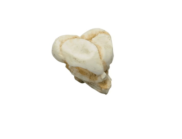 Fetusschädel, 13 Wochen – präzises Modell zur Veranschaulichung der frühen Schädelentwicklung - Erler - Zimmer