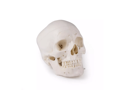 Luxus Demonstrations - Schädel, 14 - teilig – Premium - Lehrmodell für erweiterte anatomische Studien - Erler - Zimmer