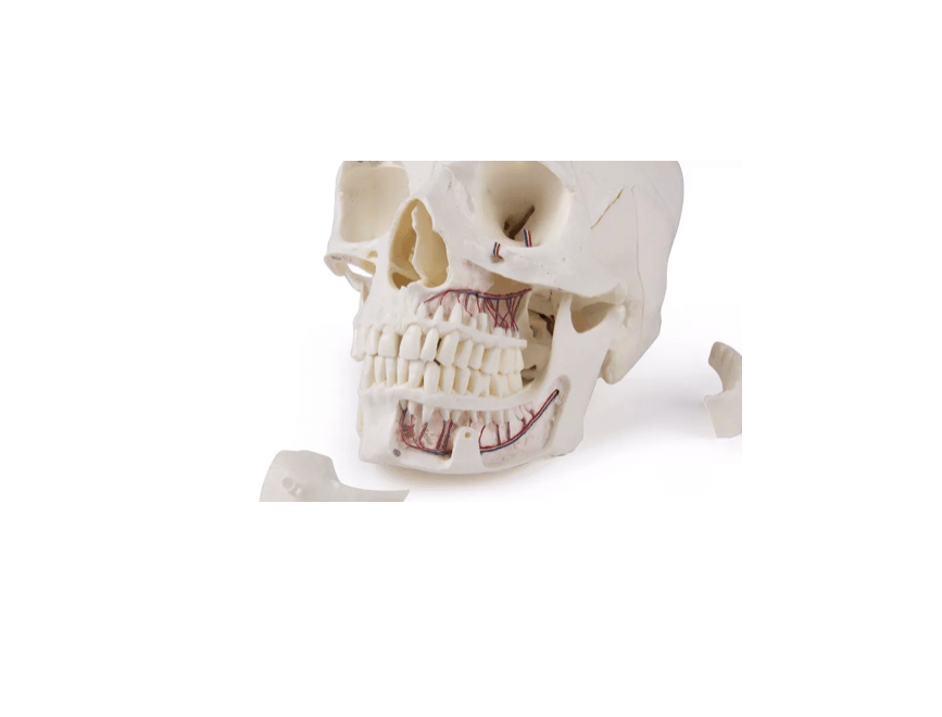 Luxus Demonstrations - Schädel, 14 - teilig – Premium - Lehrmodell für erweiterte anatomische Studien - Erler - Zimmer