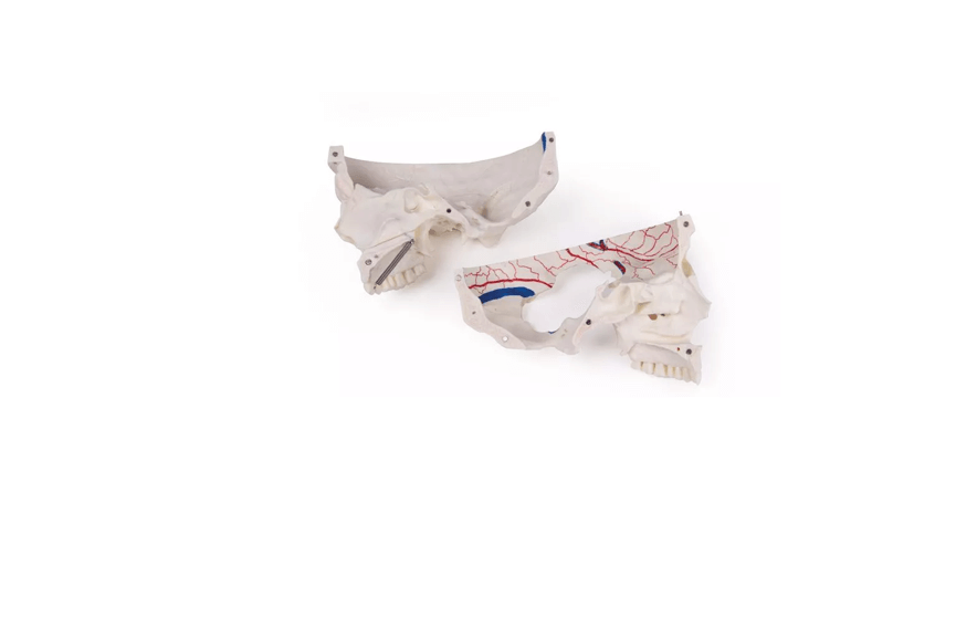 Luxus Demonstrations - Schädel, 14 - teilig – Premium - Lehrmodell für erweiterte anatomische Studien - Erler - Zimmer