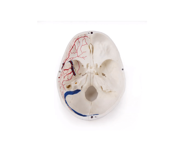 Luxus Demonstrations - Schädel, 14 - teilig – Premium - Lehrmodell für erweiterte anatomische Studien - Erler - Zimmer