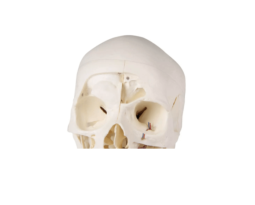 Luxus Demonstrations - Schädel, 14 - teilig – Premium - Lehrmodell für erweiterte anatomische Studien - Erler - Zimmer