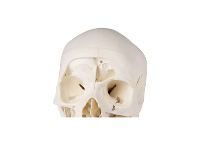 Luxus Demonstrations - Schädel, 14 - teilig – Premium - Lehrmodell für erweiterte anatomische Studien - Erler - Zimmer